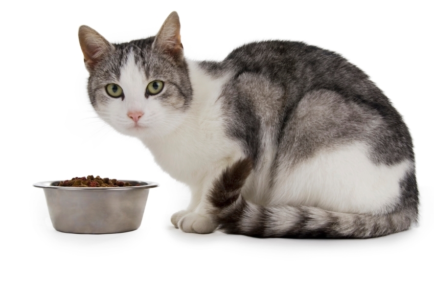 Chat devant son bol de croquettes