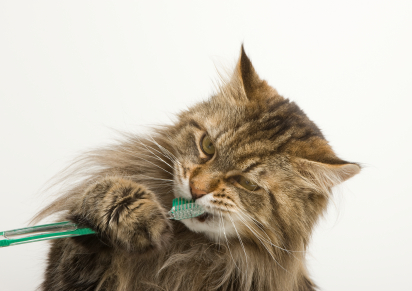 Pensez à bien entretenir la bouche de votre chat