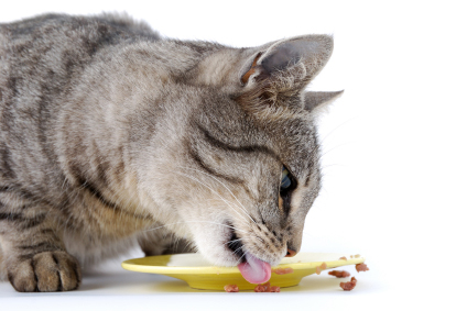 Les chats régulent eux-mêmes leur ration de nourriture quotidienne