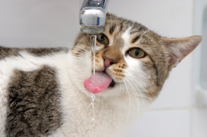 Donnez de l'eau à volonté à votre chat