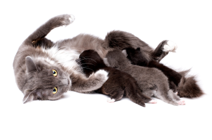 Chatte et ses chatons
