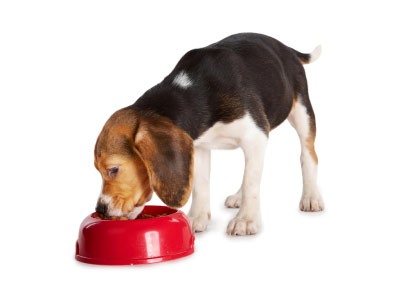 Croquettes premium pour chien
