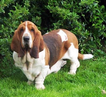 Le Basset Hound