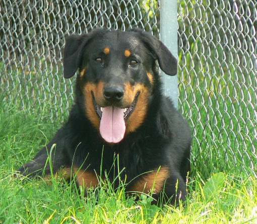 Beauceron