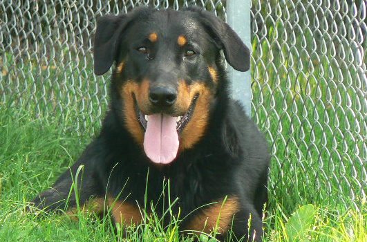 Beauceron