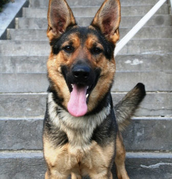 Berger Allemand