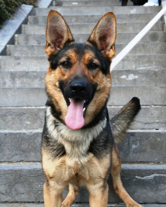 Berger Allemand