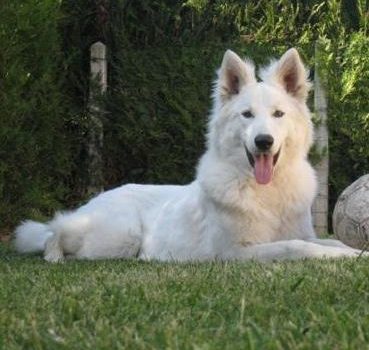 Le Berger Blanc Suisse