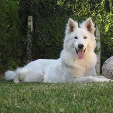 Le Berger Blanc Suisse