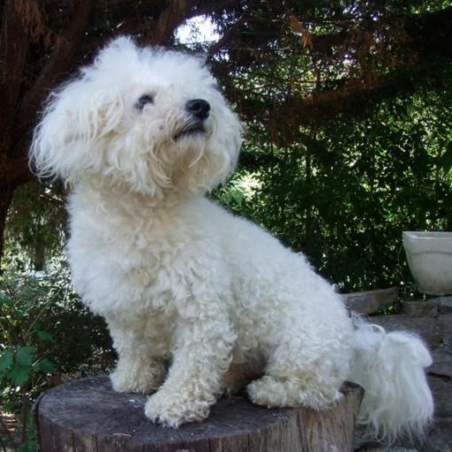 Le Bichon Frisé
