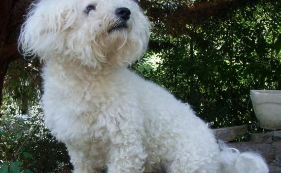 Le Bichon Frisé