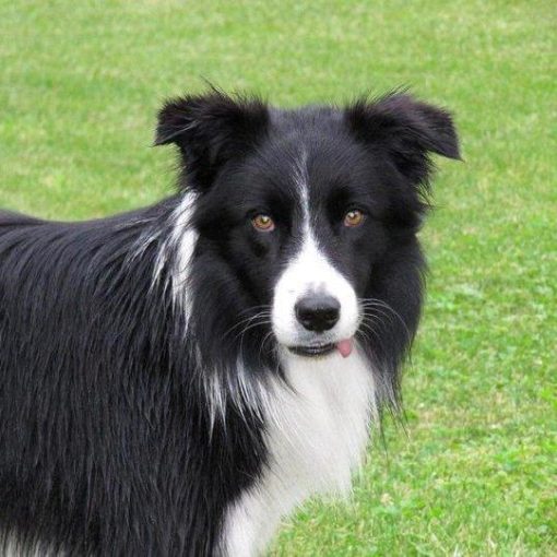 Le Border Collie