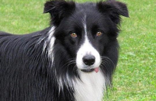 Le Border Collie