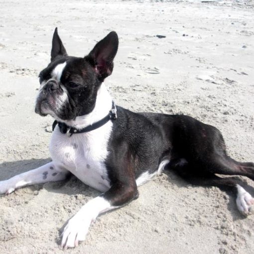 Le Boston Terrier