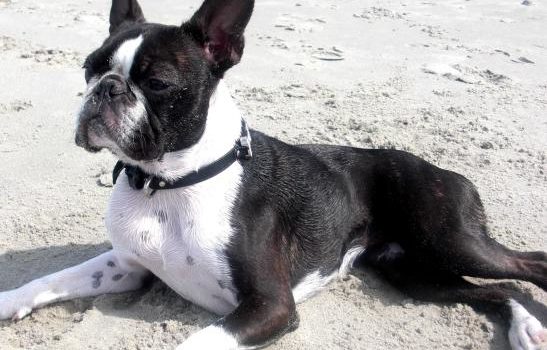 Le Boston Terrier