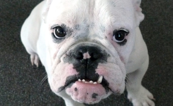 Le Bulldog anglais
