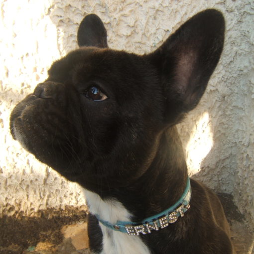 Le Bouledogue Français