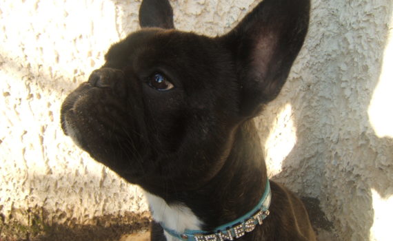 Le Bouledogue Français
