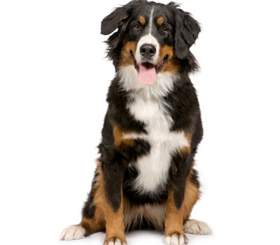 Vous aurez des démarches à effectuer pour l'achat de votre chien