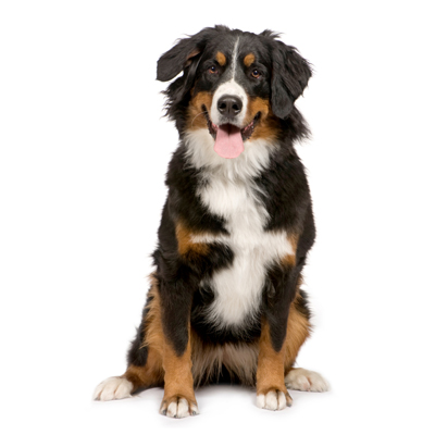 Vous aurez des démarches à effectuer pour l'achat de votre chien