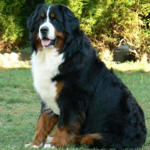 Le Bouvier Bernois