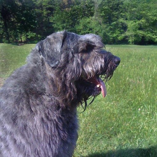 Le Bouvier des Flandres