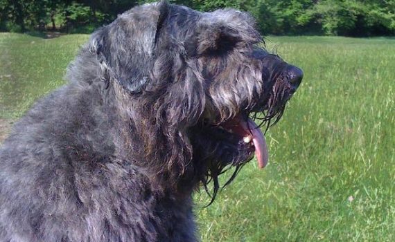 Le Bouvier des Flandres