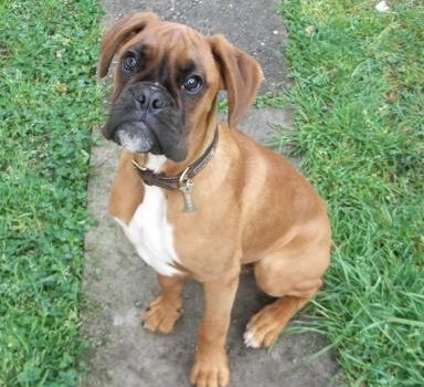 Le Boxer