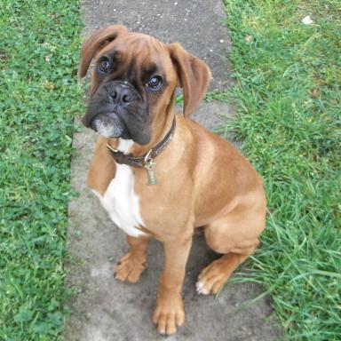 Le Boxer