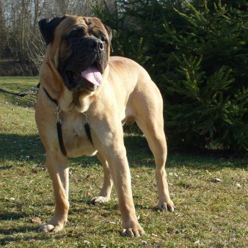 Le Bullmastiff