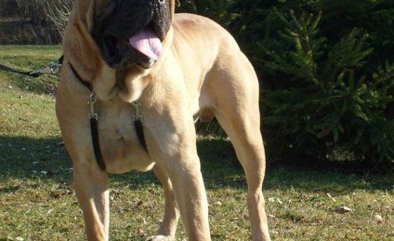 Le Bullmastiff