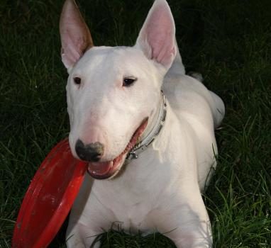 Le Bull Terrier