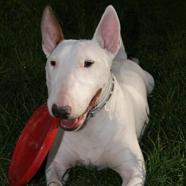 Le Bull Terrier