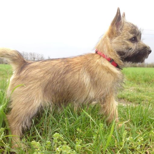Le Cairn Terrier