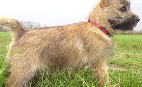 Le Cairn Terrier