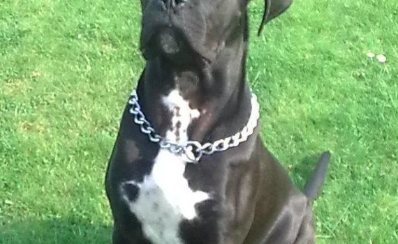 Le Cane Corso