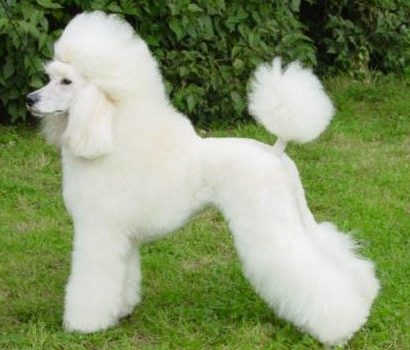 Le caniche