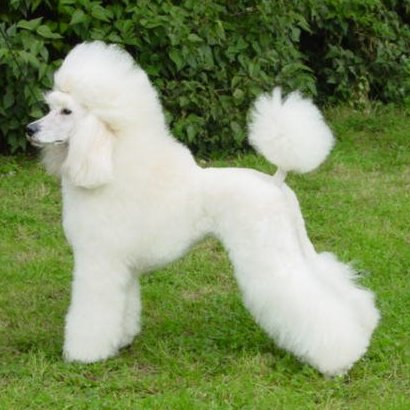 Le caniche