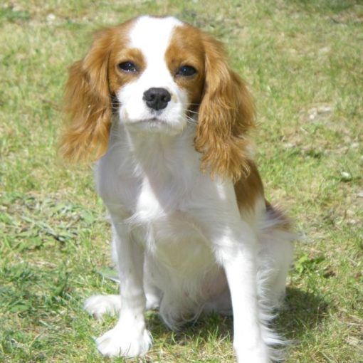 Le Cavalier King Charles