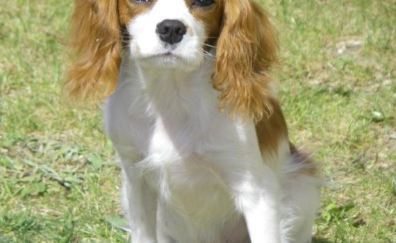 Le Cavalier King Charles