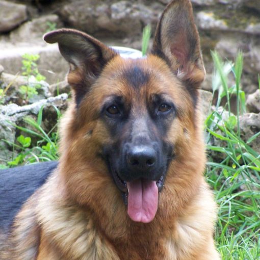 berger allemand