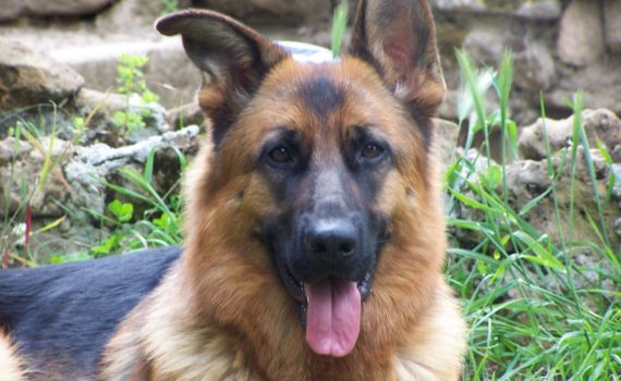 berger allemand