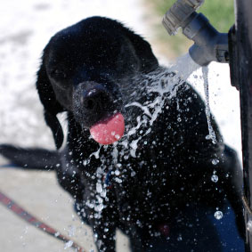 Chien qui boit