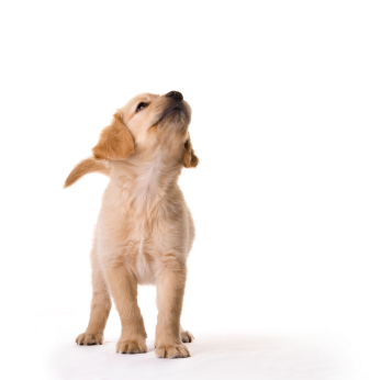 Un chiot doit rester avec sa mère jusqu'à l'âge de 3 mois