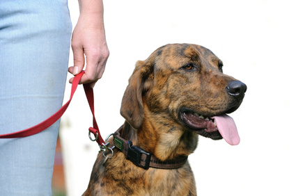 Chien en consultation