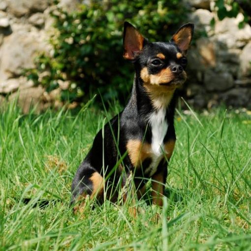 Le Chihuahua