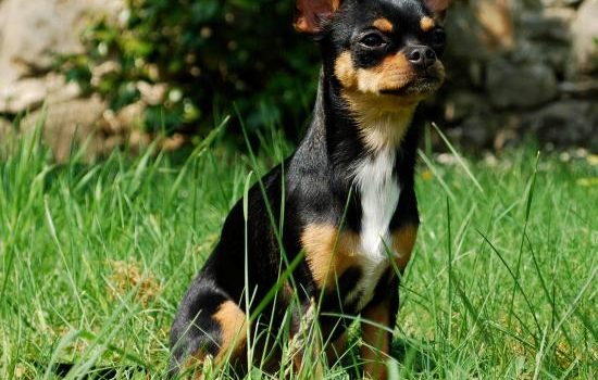 Le Chihuahua