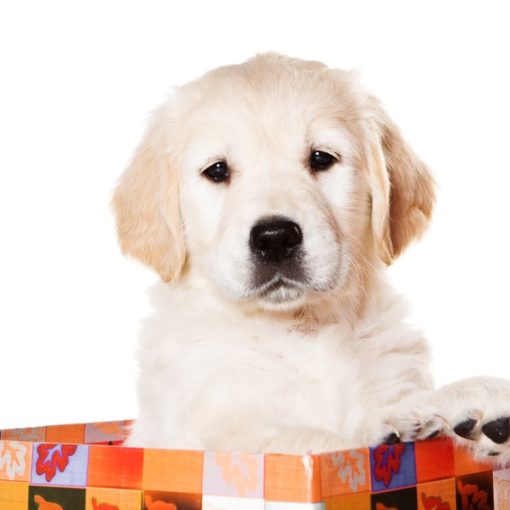 L'acheteur peut demander le remboursement du chiot