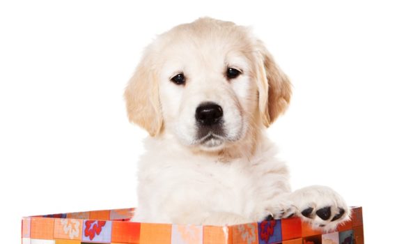 L'acheteur peut demander le remboursement du chiot