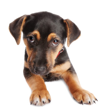 Apprenez à votre chiot à rester seul